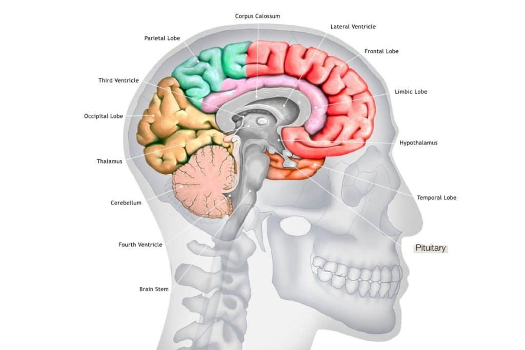 Gehirndiagramm mit Pituitary Gland hervorgehoben